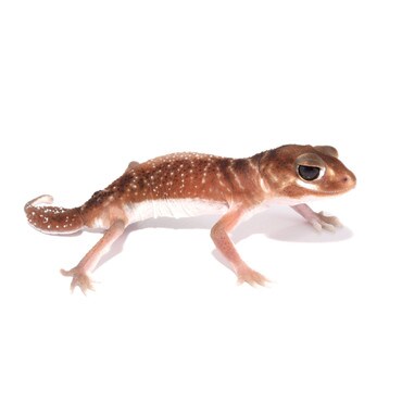 Smooth Knob-Tailed Gecko, Female